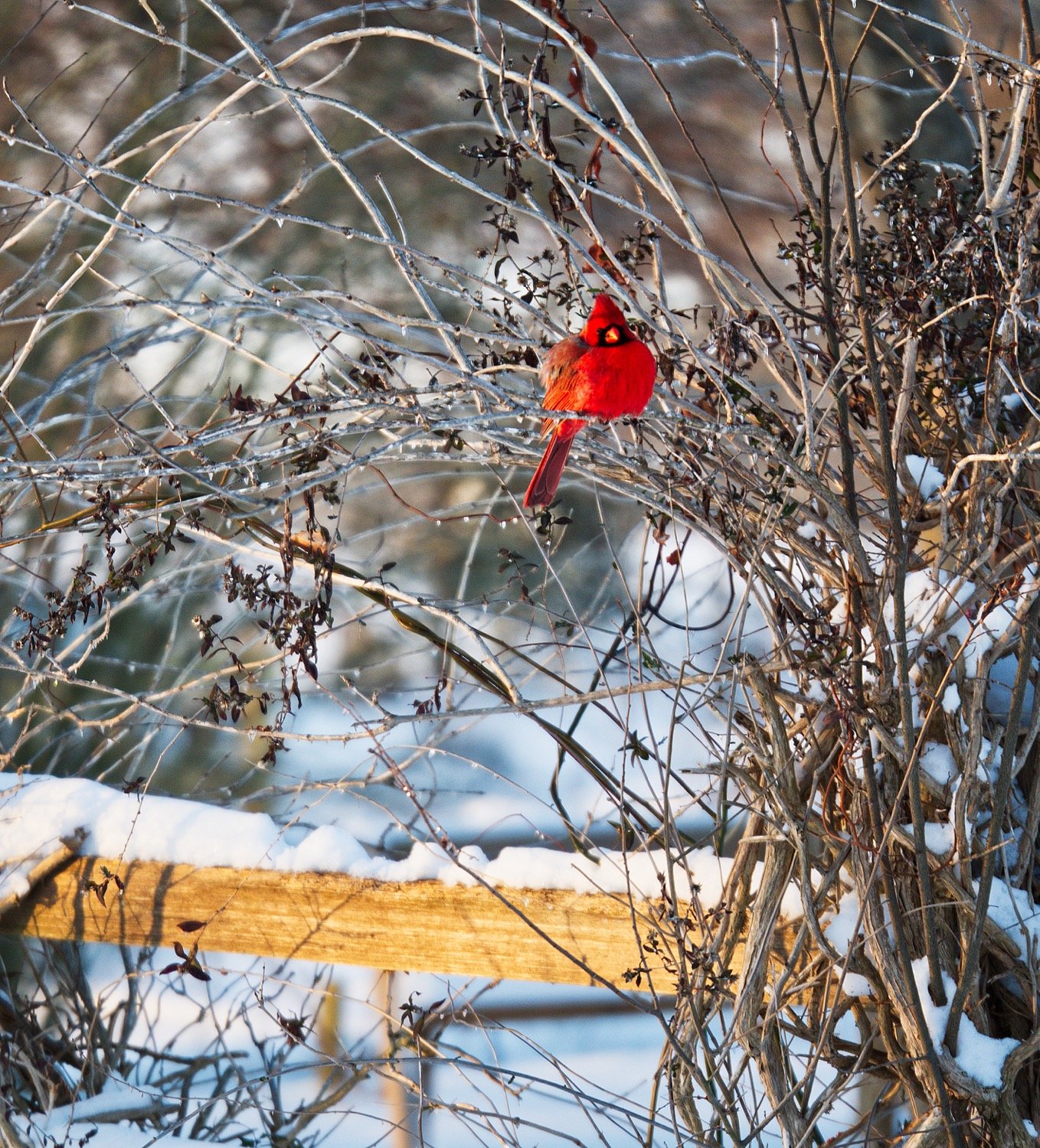 A cardinal at the Mineola Nature Preserve could find only icy branches and snowy railings on Monday evening. [see more cool photos]